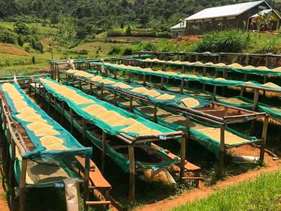 Am Mount Elgon in Uganda findet die gesamte Produktion von der Rohbohne bis hin zur fertigen Kaffeebohne statt.