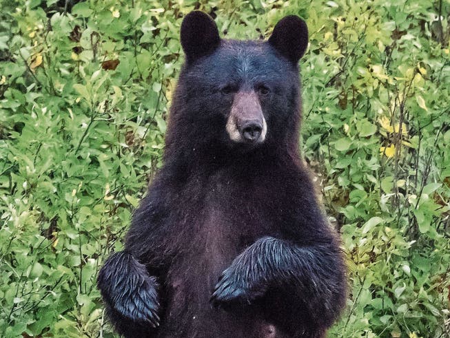 Schwarzbären überstehen das monatelange Liegen unbeschadet.