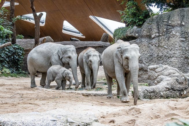 Die Elefanten wollten helfen, dennoch starb im Zoo Zürich im August ein Kalb. Der kleine Umesh im Symbolbild kam bereits im Februar zur Welt.