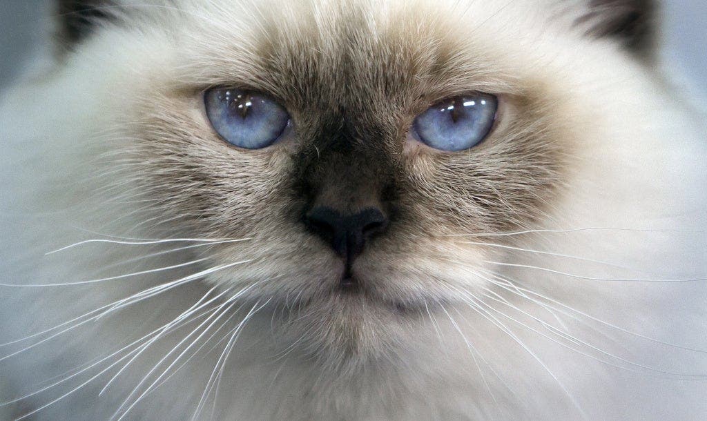 Die Birma-Katze ist dank ihrem Fell und ihrer Augenfarbe sehr beliebt bei den Schweizern.