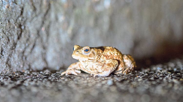 Strasse gesperrt – damit die Amphibien nicht mehr in den Tod hüpfen