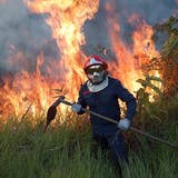 Forscher warnt: «Die Menschheit begeht mit der Zerstörung des Amazonas Selbstmord»