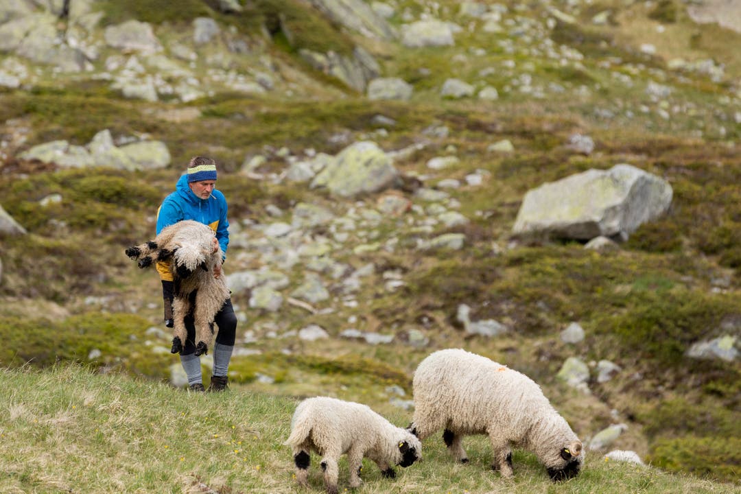 Hirt Fabrice Gex mit einem erschöpften Schaf.