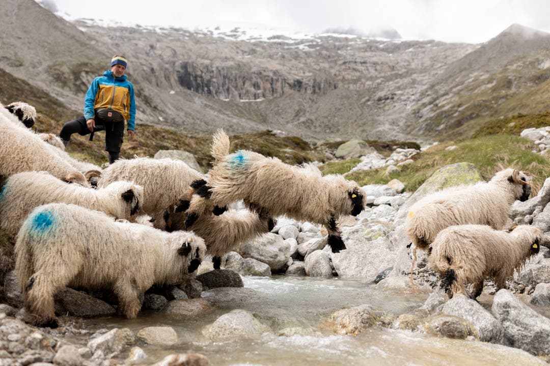 Hirt Fabrice Gex leitet die Schafe über einen Bergbach.