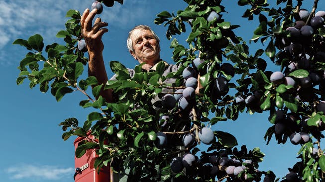 Obstbauer Konrad Vogt prüft seine Tophit-Zwetschgen. Es ist eine der Sorten, die er in den kommenden Wochen ernten wird. Bereits geerntet sind «Cacaks Schöne».