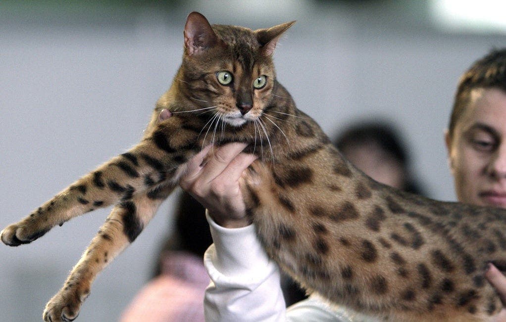 Die Bengalkatze ist in immer mehr Schweizer Haushalten zu finden. Die Rasse wird wegen dem Fell auch Leopardkatze genannt.