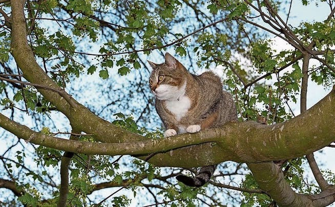 Eine Katze, die sich nicht mehr runter vom Baum traut.