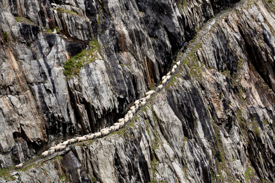 Schafe durchqueren die Schlucht unterhalb des Oberaletschgletschers.