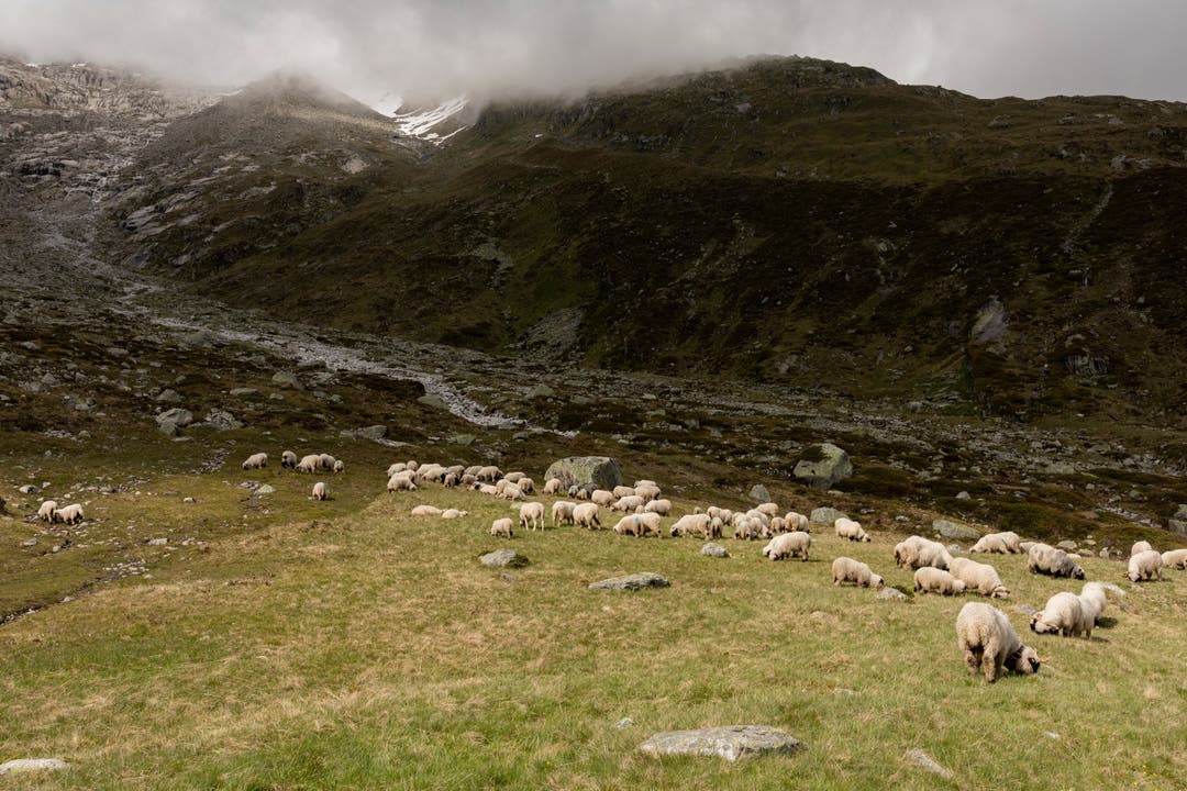 Schafe nach dem Alpaufzug von der Belalp ins Innner Aletschij.