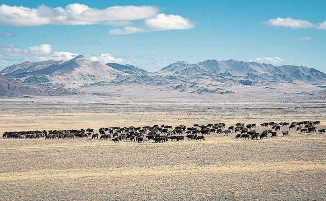Die Region Altai in der Mongolei könnte zur Wüste werden.