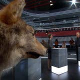 «Der Wolf ist kein Vegetarier»: So lief die Jagdgesetz-«Arena»