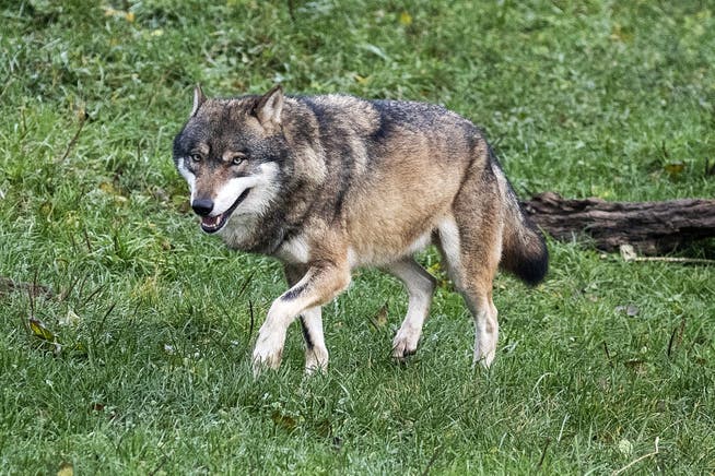Ein Wolf im Tierpark Goldau.