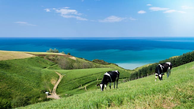 Sie sehen richtig: Das Baskenland sieht der ländlichen Schweiz zum Verwechseln ähnlich – wäre da nicht das tiefblaue Meer. Bild: Getty Images