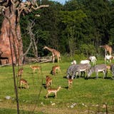 Die Zoos öffnen wieder – und in Zürich weht der heisse Wind durch die neue Lewa Savanne