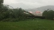 Ein vom Sturm entwurzelter Baum im Lido Luzern. (Leserbild)
