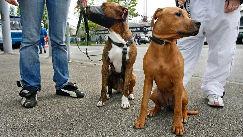hund biss hund des nachbarn ohr ab halter kassiert vor dem kreisgericht eine busse