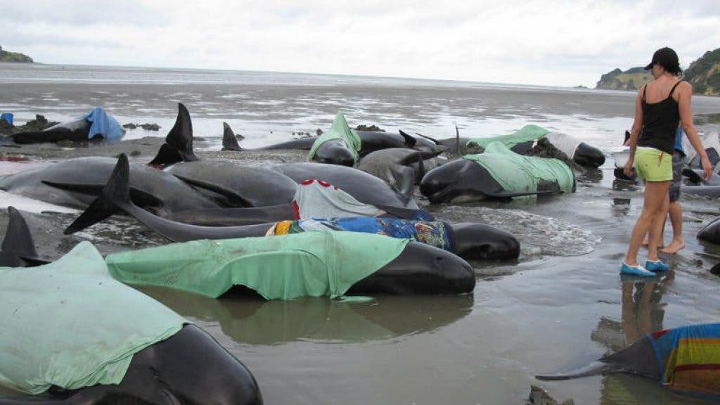 Wal verendet in Thailand an mehr als 80 Plastiktüten im Magen | St.Galler Tagblatt
