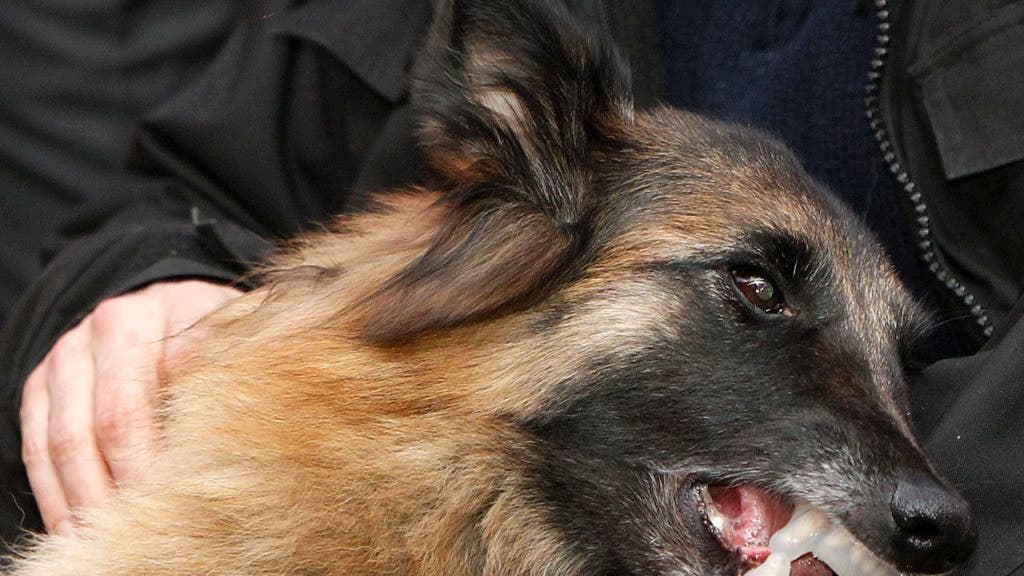 Aggressiver Hund tötet offenbar Frau und greift Polizistin an