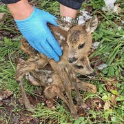 Die beiden Rehkitze. Die Polizei erinnert in ihrer Mitteilung daran, dass nur Fachleute solche Tiere berühren sollten.