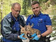 Die Stadtpolizisten mit den beiden erst wenige Stunden zuvor geborenen Rehkitzen. (Bilder: Stadtpolizei St.Gallen - 7. Mai 2019)