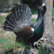 Wegen der hohen Ansprüche an seinen Lebensraum wird das Auerhuhn immer seltener. (Bild: PD)