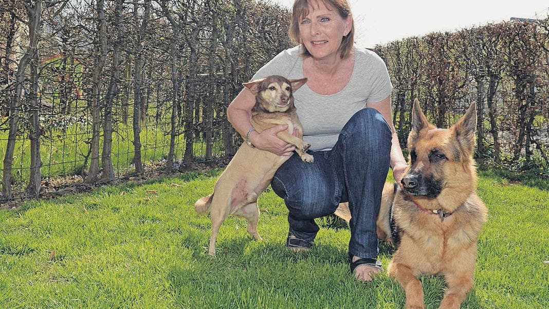 ein ganzes menu fur den hund