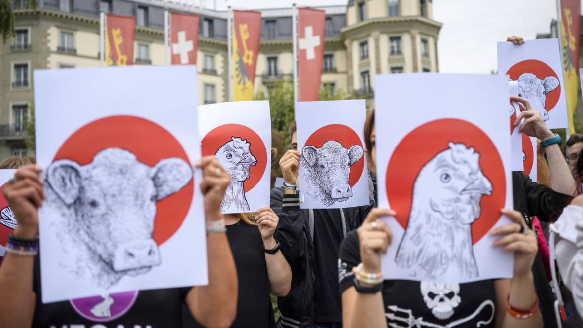 Tierschutzer Haben Oberwasser Zoos Und Zirkusse Unter Druck