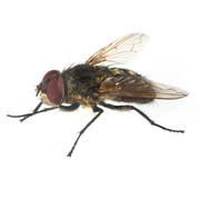 Die Autofahrerin wollte während der Fahrt eine Fliege verscheuchen. (Bild: snapshot/fotolia)