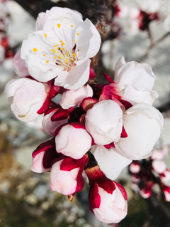 Ein Aprikosenbaum in voller Blüte. (Bild: Beatrice Brunner, Udligenswil, 23. März 2019)