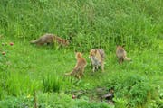 Eine Fuchsfamilie am Weiher. (Bild: Stadtwildtiere/Urs Oberli)