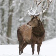 Rothirsche zieht es im Winter in tiefere Lagen. (Bild: Wolfgang Kruck/Fotolia)