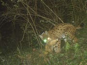 Der ausgewilderte Luchs drei Monate nach seiner Auswilderung am Pilatus im Raum Escholzmatt-Marbach. Er versteckt seine Beute jeweils, damit er mehrere Tage davon fressen kann. Gut zu sehen ist das Senderhalsband. (Bild: PD)