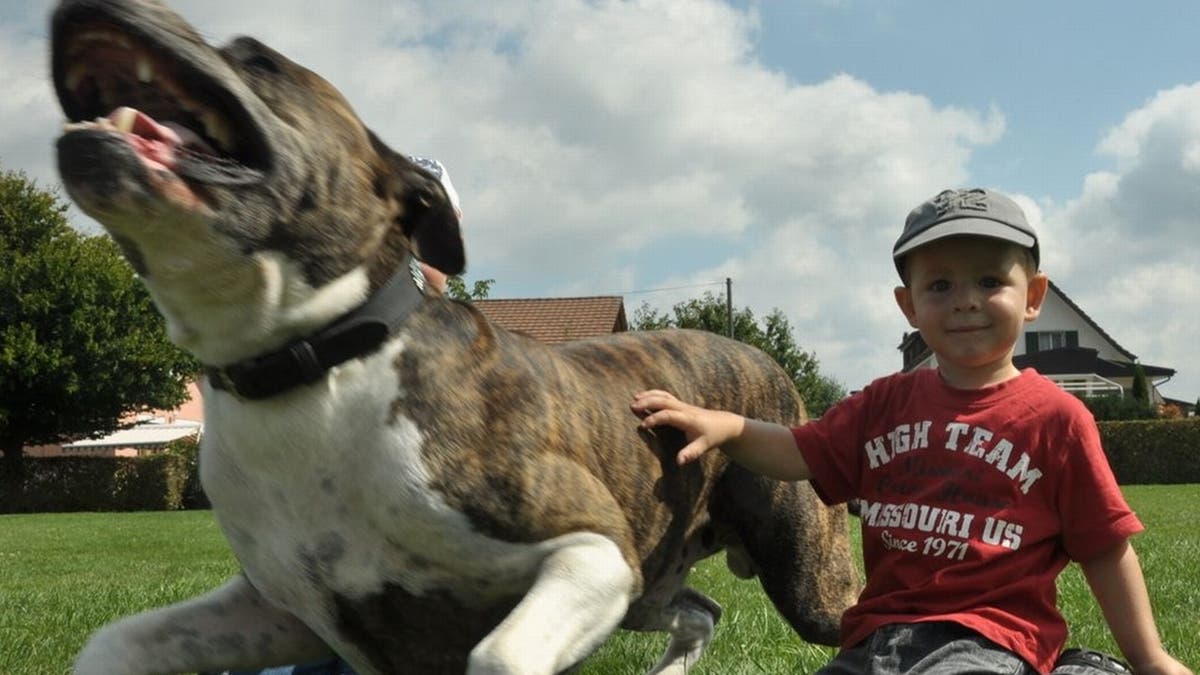 Villmergen «Kein Hund ist von Grund auf böse» Luzerner Zeitung