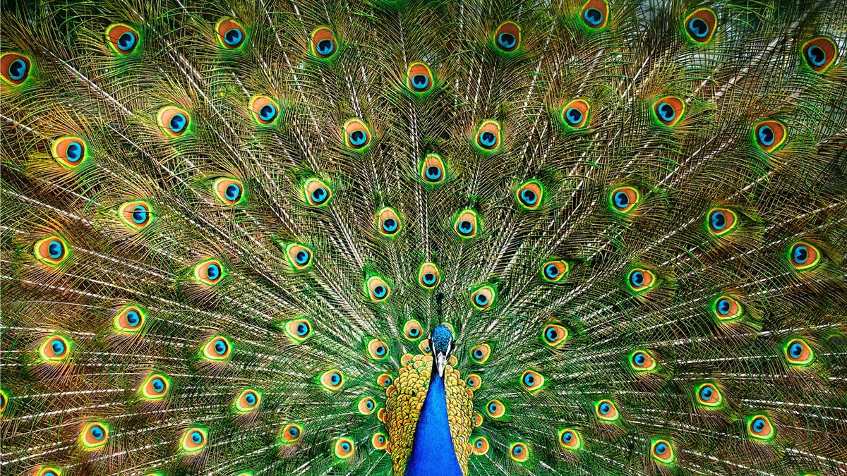 Tiere Er Ist Der Inbegriff Von Eitelkeit Damit Tut Man Dem Pfau Unrecht