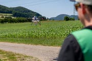 Tobias Weissert, Drohnenpilot bei agrarpiloten.ch, lenkt einen Multikopter über ein Maisfeld. (Bild: Daniel Blaser/agrarpiloten.ch)