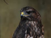 Ein Mäusebussard, fotografiert in der Vogelwarte Sempach. (Bild: Boris Bürgisser)