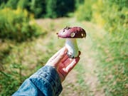 Pilzsammeln ist eine ideale Tätigkeit für ergebnisorientierte Menschen. Spazieren kann ja jeder. (Bild: Getty)
