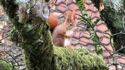 Ein Eichhörnchen in der Stadt St.Gallen. (Bild: Stadtwildtiere/Hedwig Spielmann)