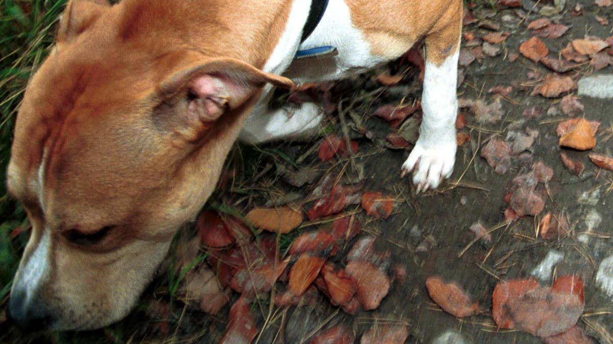 «Sie hat den Hund nicht im Griff» Bullterrier einer Rorschacherin