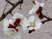 Aprikosen sind beliebte Spalierbäume. Damit sie aber so schön blühen und nachher auch reichlich Früchte tragen, müssen sie richtig gepflegt werden. (Bild: Reto Voneschen - 21. März 2018)