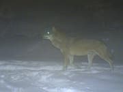 Dieser Wolf konnte im März 2013 im Gebiet Sörenberg fotografiert werden. (Bild: Daniel Schmid/Abteilung Natur, Jagd und Fischerei Kanton Luzern/Kora (2. März 2013))