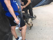 Konsequente Body Search: Die Fans werden von Spürhunden abgesucht. (Bild: z. V. g.)