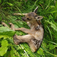 Natur – so herrlich. (Bild: Susan Blattmann, 9. Juni 2019)