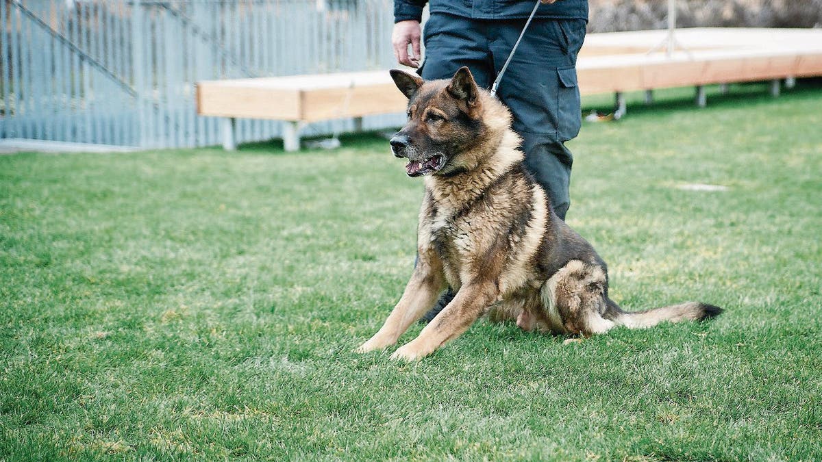 WALZENHAUSEN Hund schnappt nach Kind Freispruch für Hundehalter