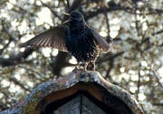 Viele Zugvögel sind aus dem Süden zurück und bereits eifrig mit der Produktion von Nachwuchs beschäftigt. Dazu gehört bei vielen Arten, dass mit Gesang das Revier gegenüber Artgenossen abgesteckt wird. Im Bild tut dies ein Star im Andwiler Moos. (Leserbild: Ingrid Zürcher - 7. April 2019)