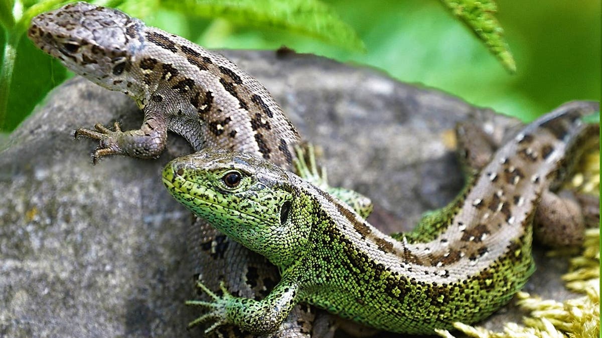 Eidechsen Garten Die Ausstellung über Eidechsen im Naturmuseum soll nicht nur