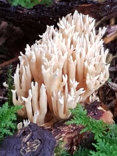 Ein Pilz wie eine Koralle im Wald bei Sitterdorf. (Leserbild: Reto Schlegel - 25. September 2018)