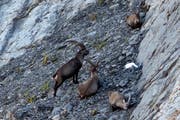 Steinböcke am Brienzer Rothorn. (Bild: Anthony Anex/Keystone, 10. Oktober 2018)