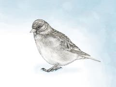 Der Schneefink (auch: Schneespatz) fühlt sich erst im Hochgebirge richtig wohl. Unter 1500 Höhenmetern trifft man ihn nur selten an. (Illustration: Oliver Marx)