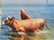 Eggmann mit einer seiner Kühe im Bodensee. (Bild: PD)
